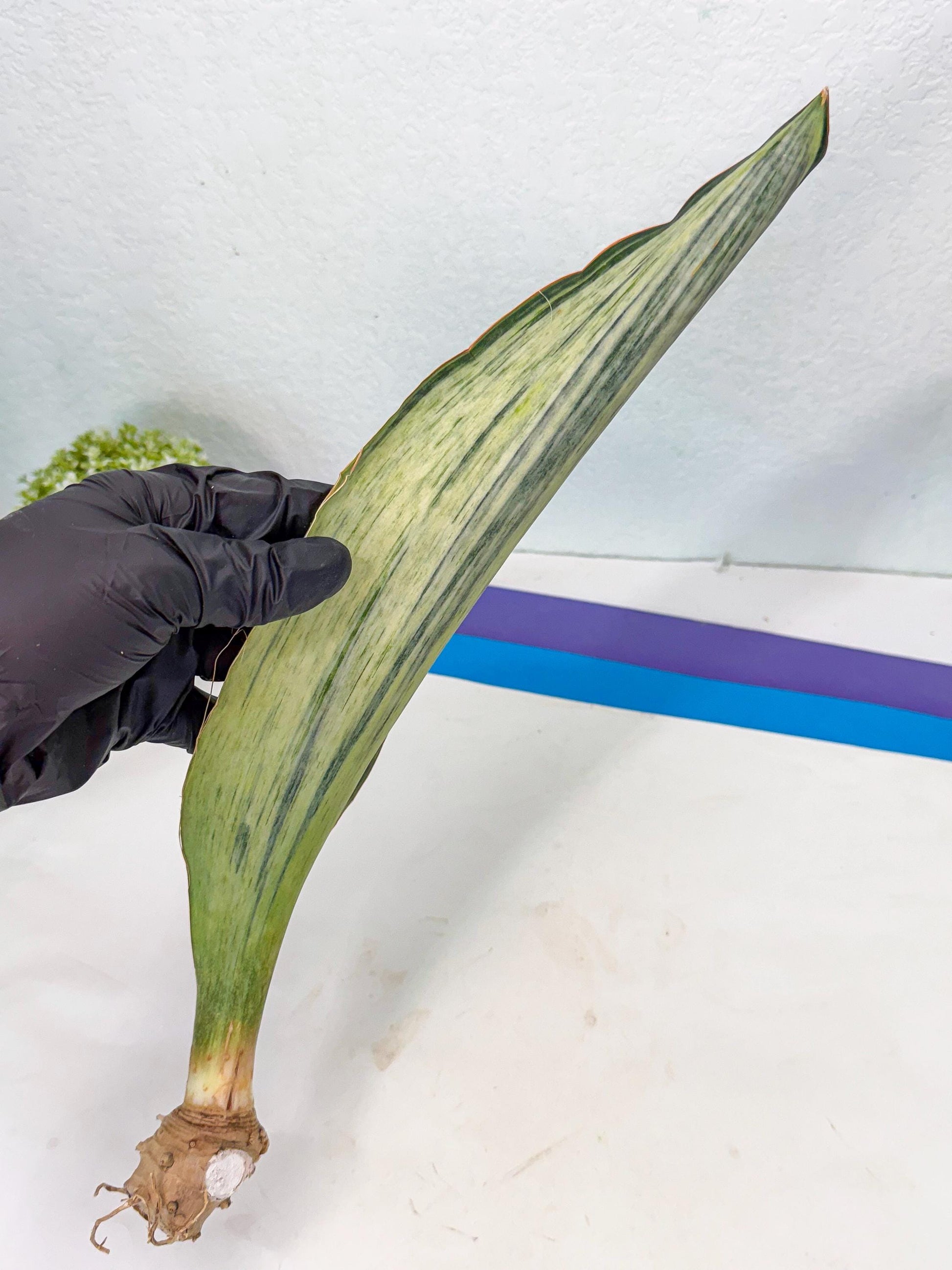 Sansevieria Masoniana Bruda (bb) (12) | Masoniana Var x Eliptica Var