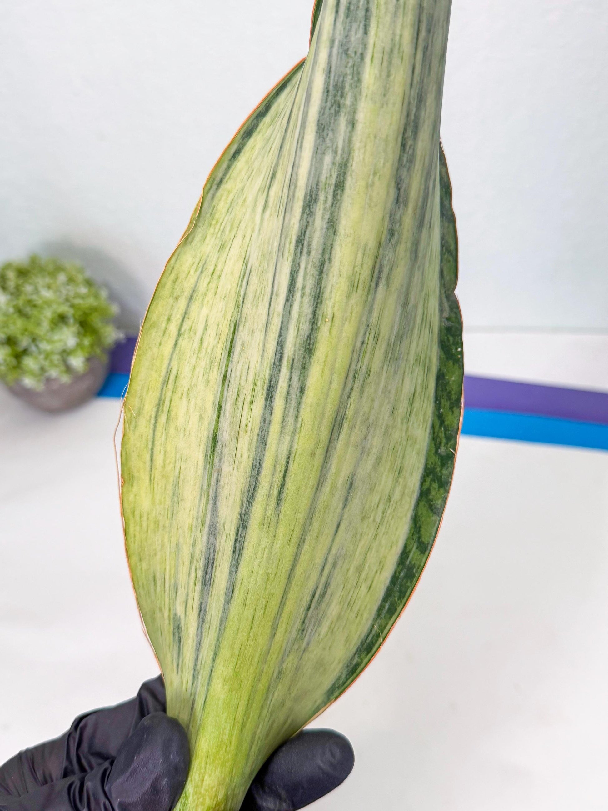 Sansevieria Masoniana Bruda (bb) (12) | Masoniana Var x Eliptica Var