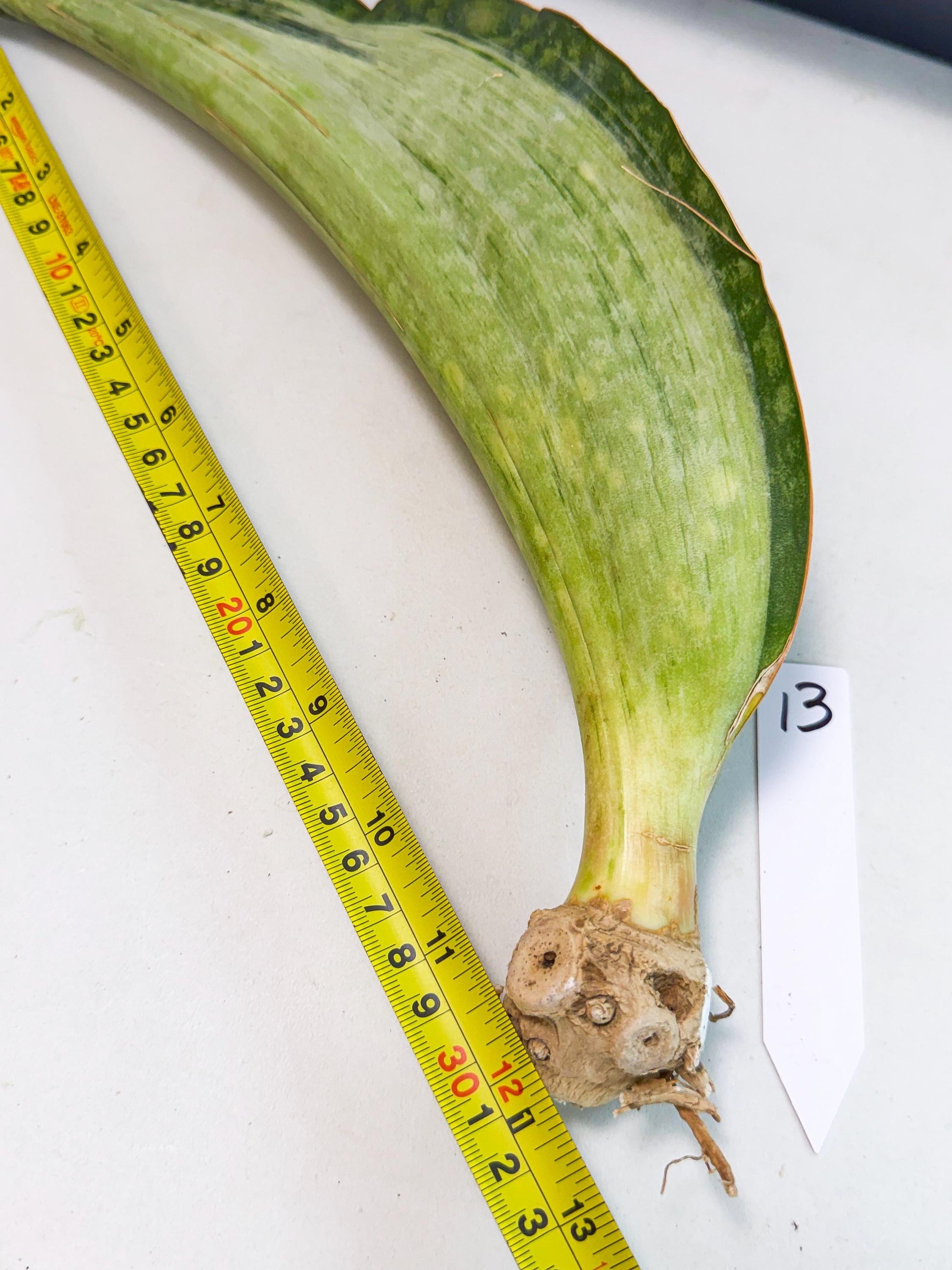 Sansevieria Masoniana Bruda (bb) (12) | Masoniana Var x Eliptica Var
