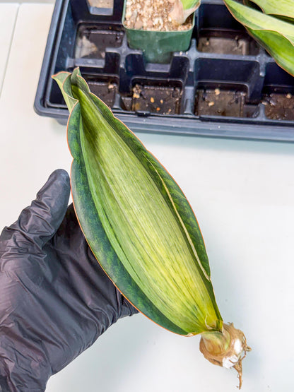 Sansevieria Masoniana Bruda (bb) (12) | Masoniana Var x Eliptica Var