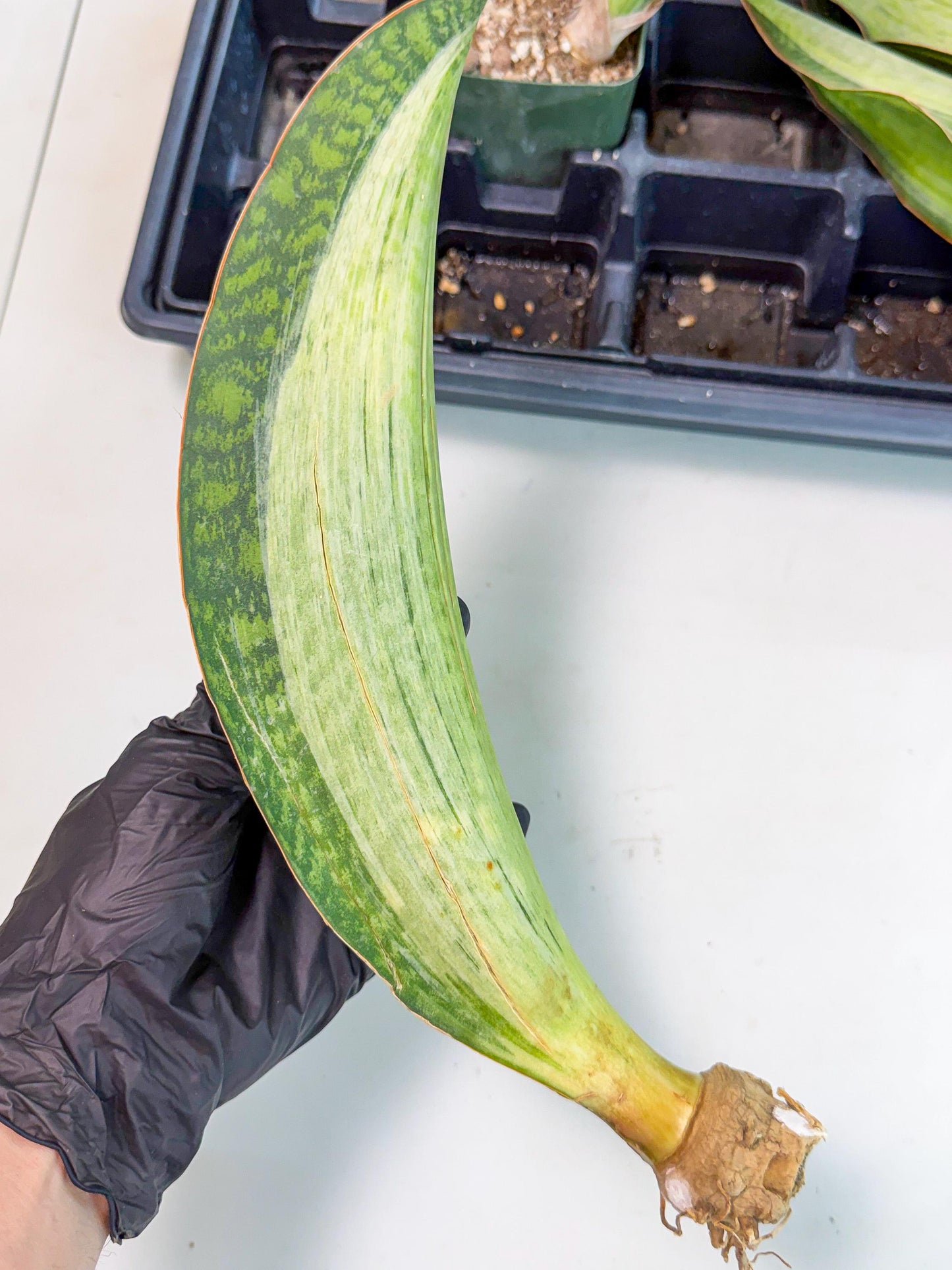 Sansevieria Masoniana Bruda (bb) (12) | Masoniana Var x Eliptica Var