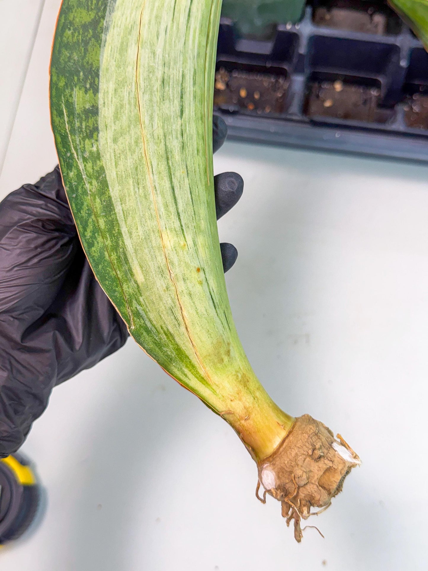 Sansevieria Masoniana Bruda (bb) (12) | Masoniana Var x Eliptica Var