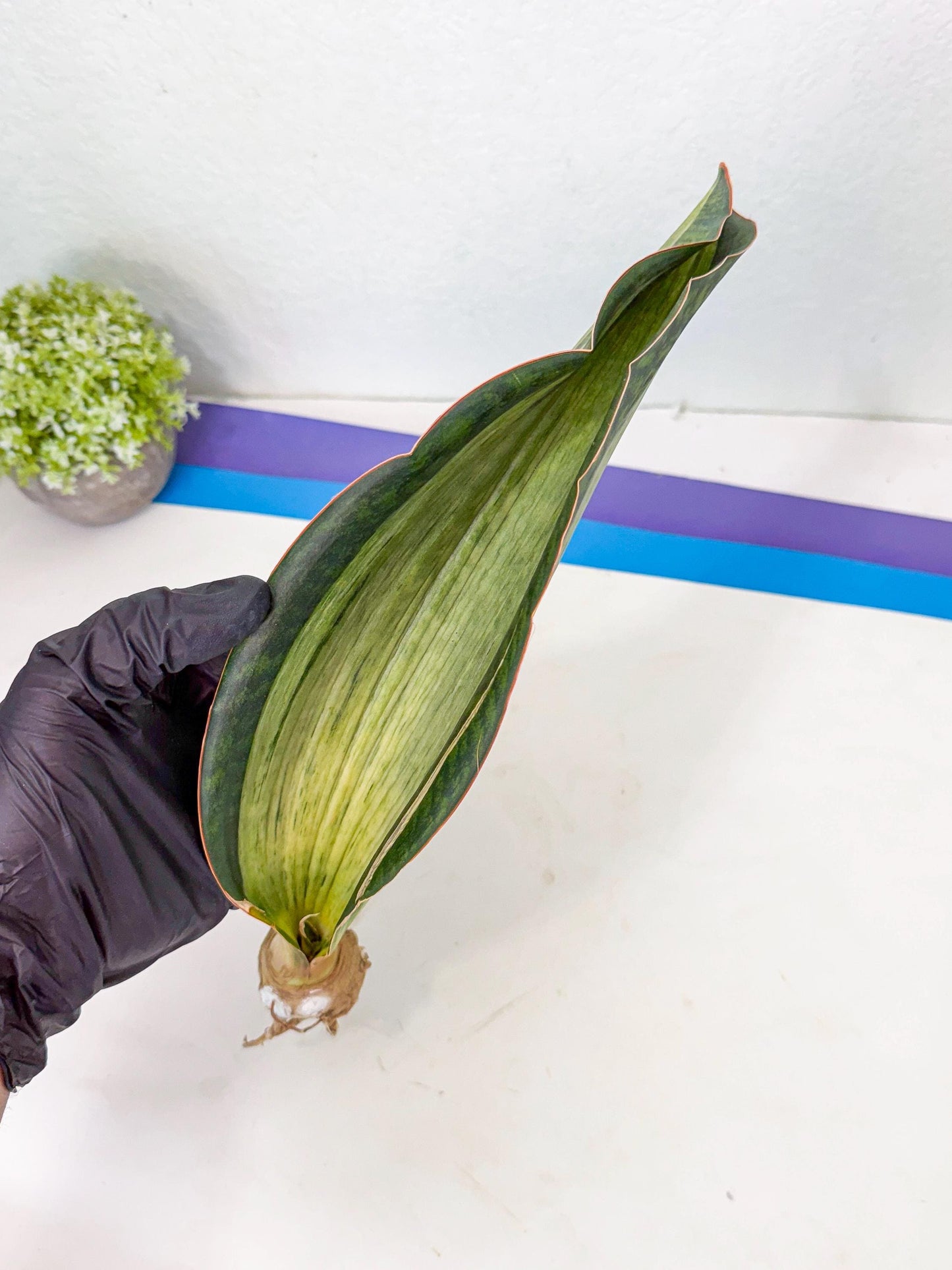 Sansevieria Masoniana Bruda (bb) (12) | Masoniana Var x Eliptica Var