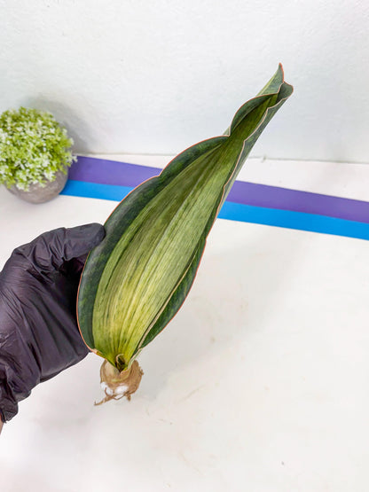 Sansevieria Masoniana Bruda (bb) (12) | Masoniana Var x Eliptica Var