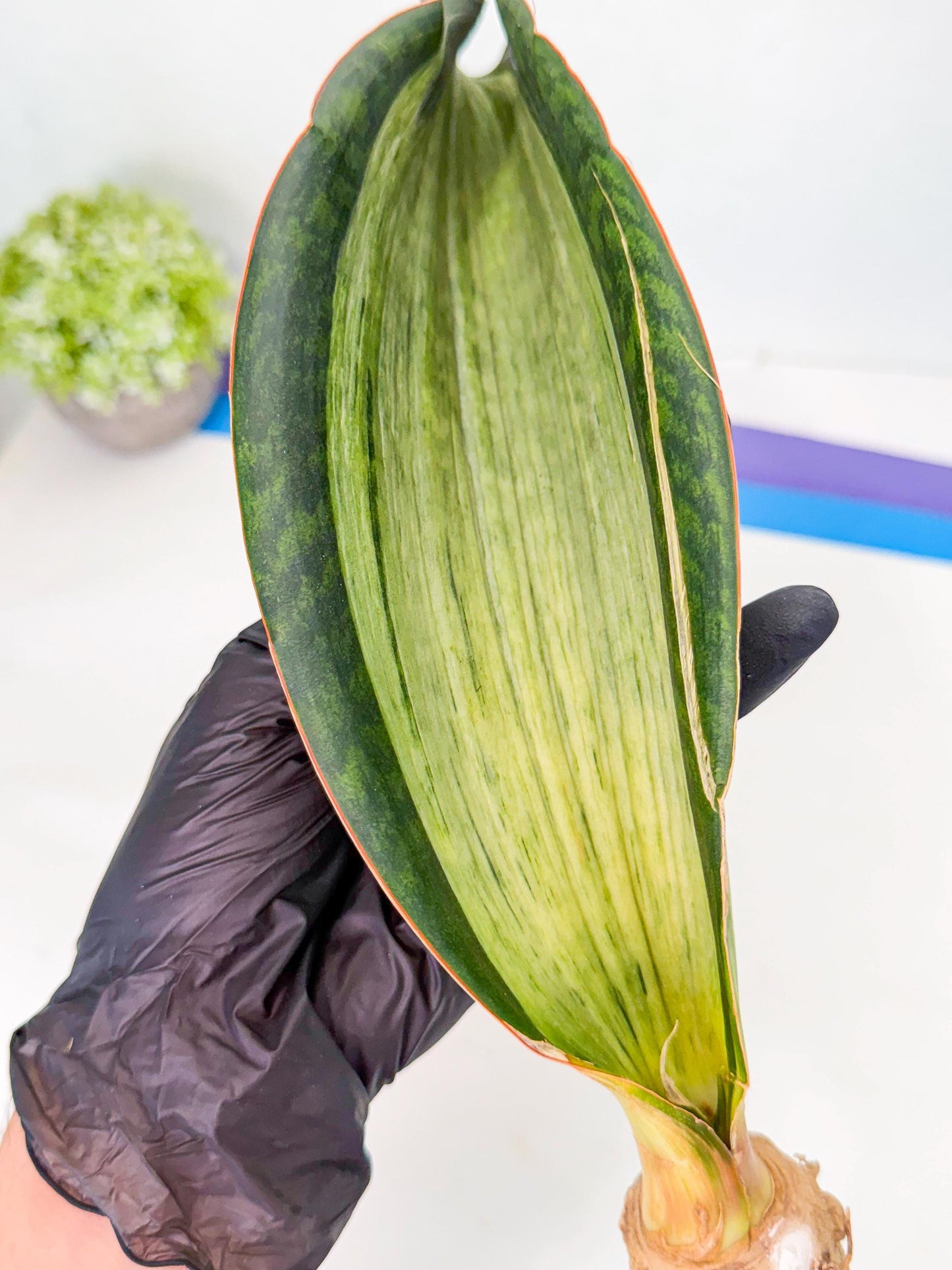 Sansevieria Masoniana Bruda (bb) (12) | Masoniana Var x Eliptica Var
