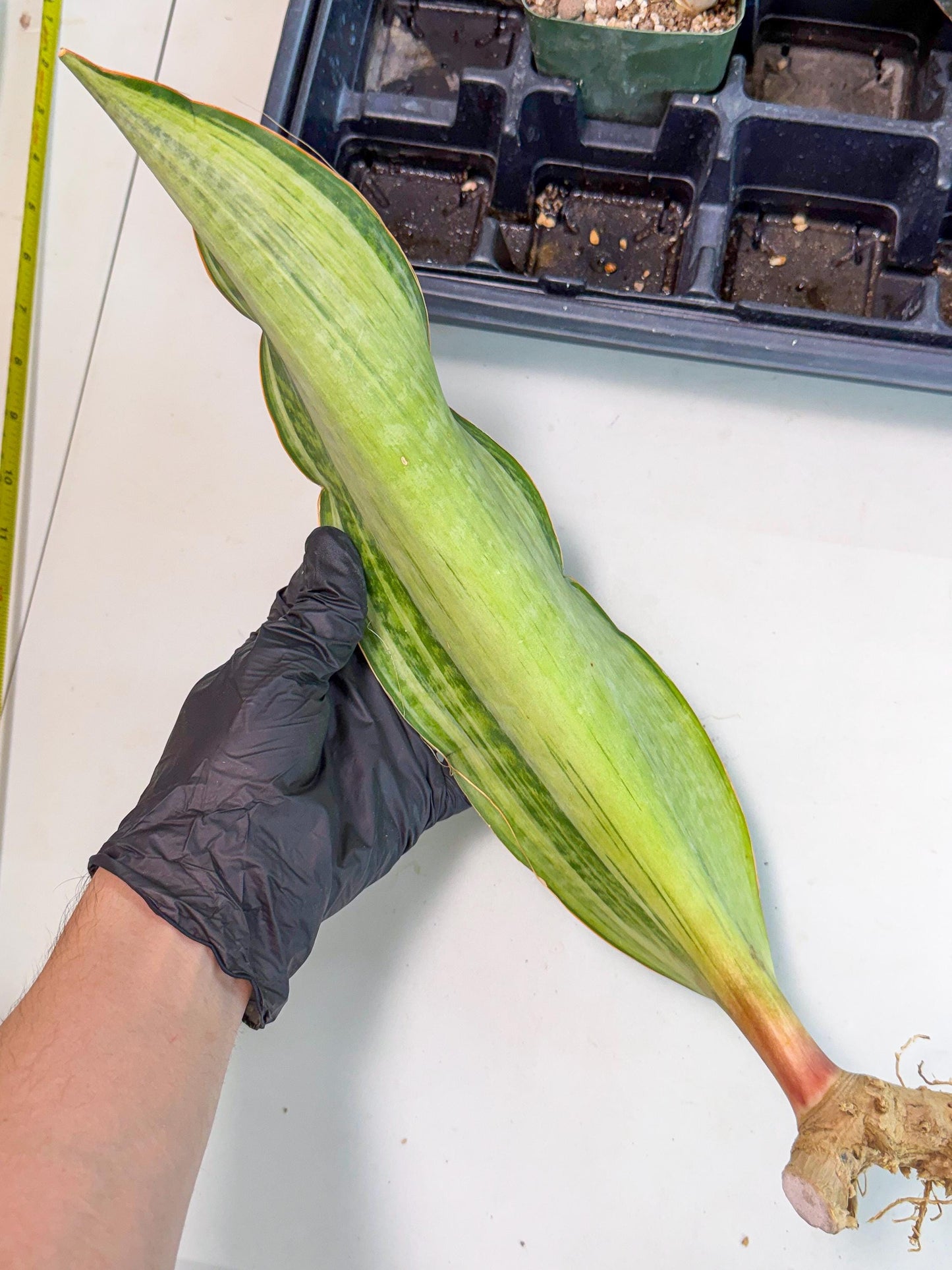 Sansevieria Masoniana Bruda (bb) (14) | Masoniana Var x Eliptica Var