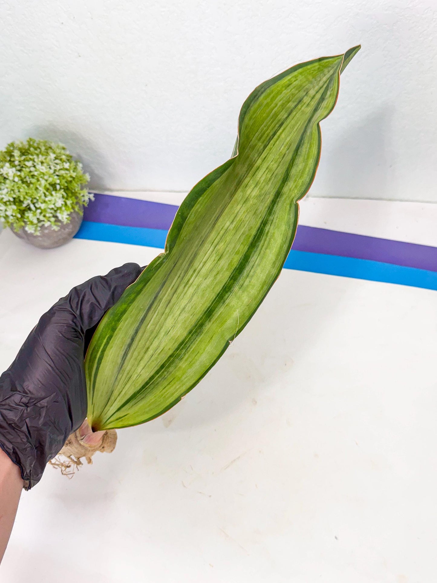 Sansevieria Masoniana Bruda (bb) (14) | Masoniana Var x Eliptica Var