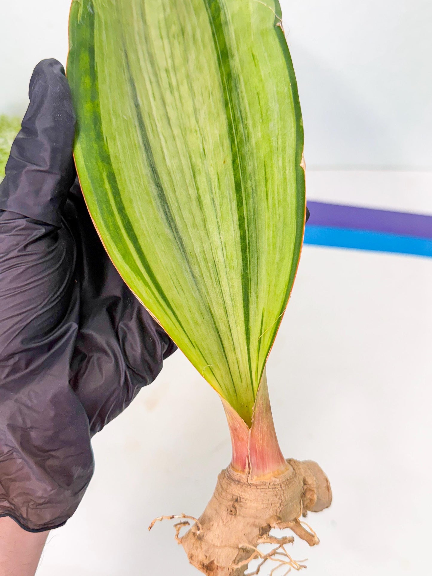 Sansevieria Masoniana Bruda (bb) (14) | Masoniana Var x Eliptica Var