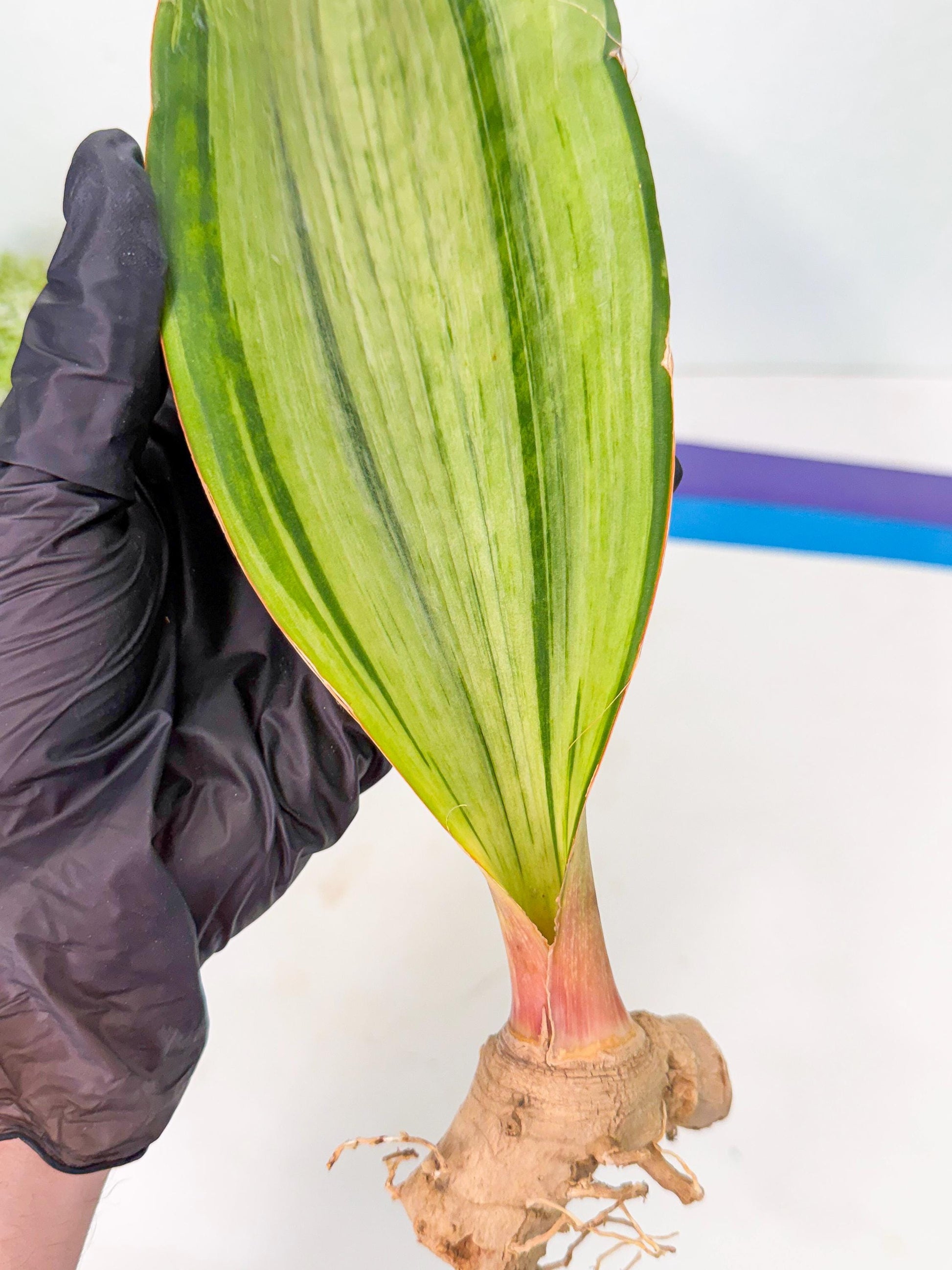 Sansevieria Masoniana Bruda (bb) (14) | Masoniana Var x Eliptica Var