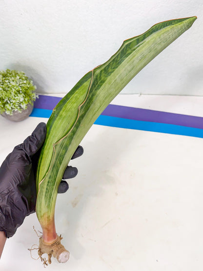 Sansevieria Masoniana Bruda (bb) (14) | Masoniana Var x Eliptica Var