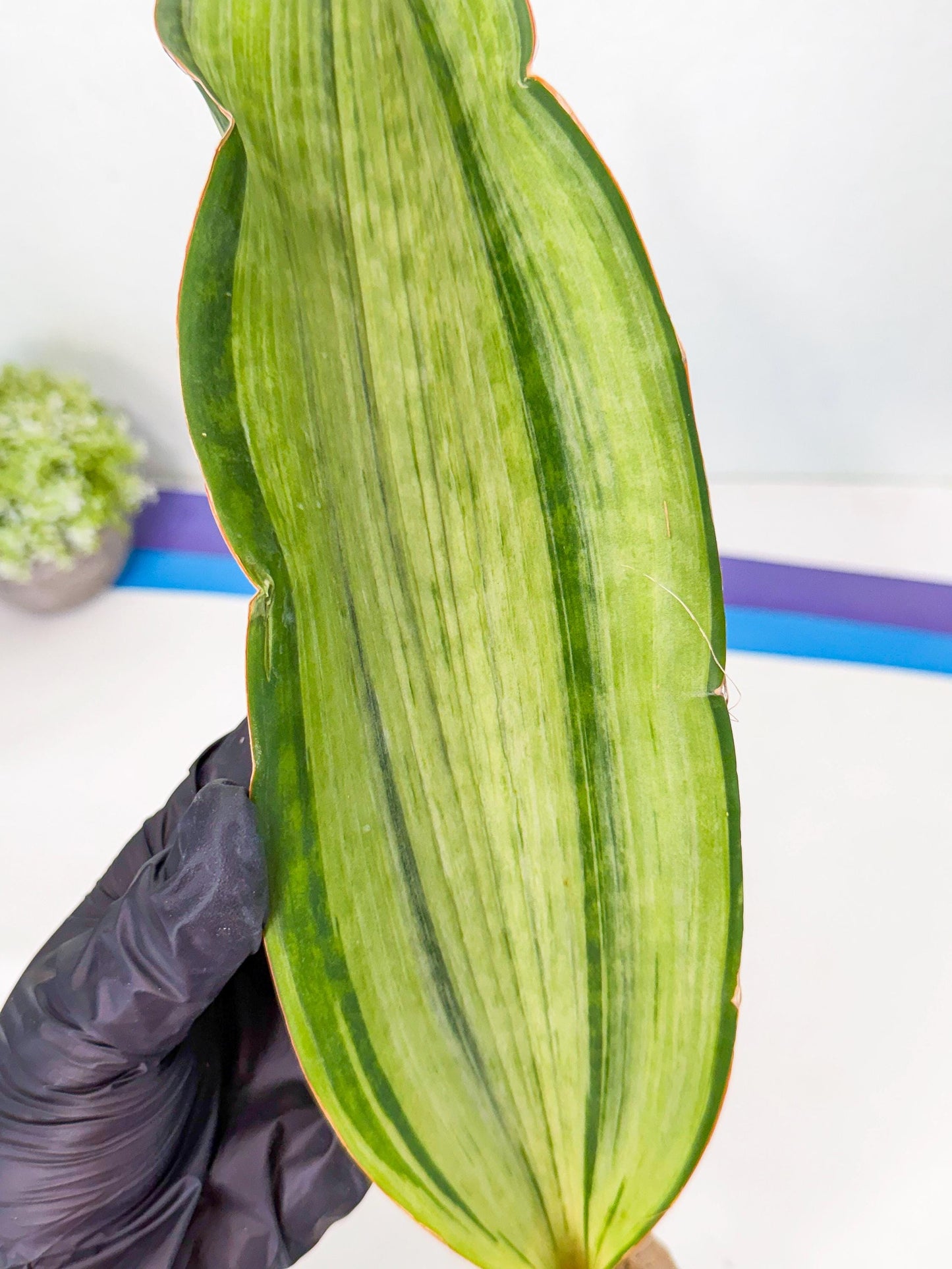 Sansevieria Masoniana Bruda (bb) (14) | Masoniana Var x Eliptica Var
