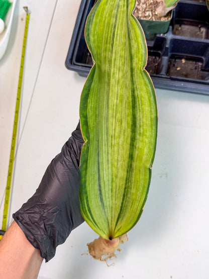Sansevieria Masoniana Bruda (bb) (14) | Masoniana Var x Eliptica Var