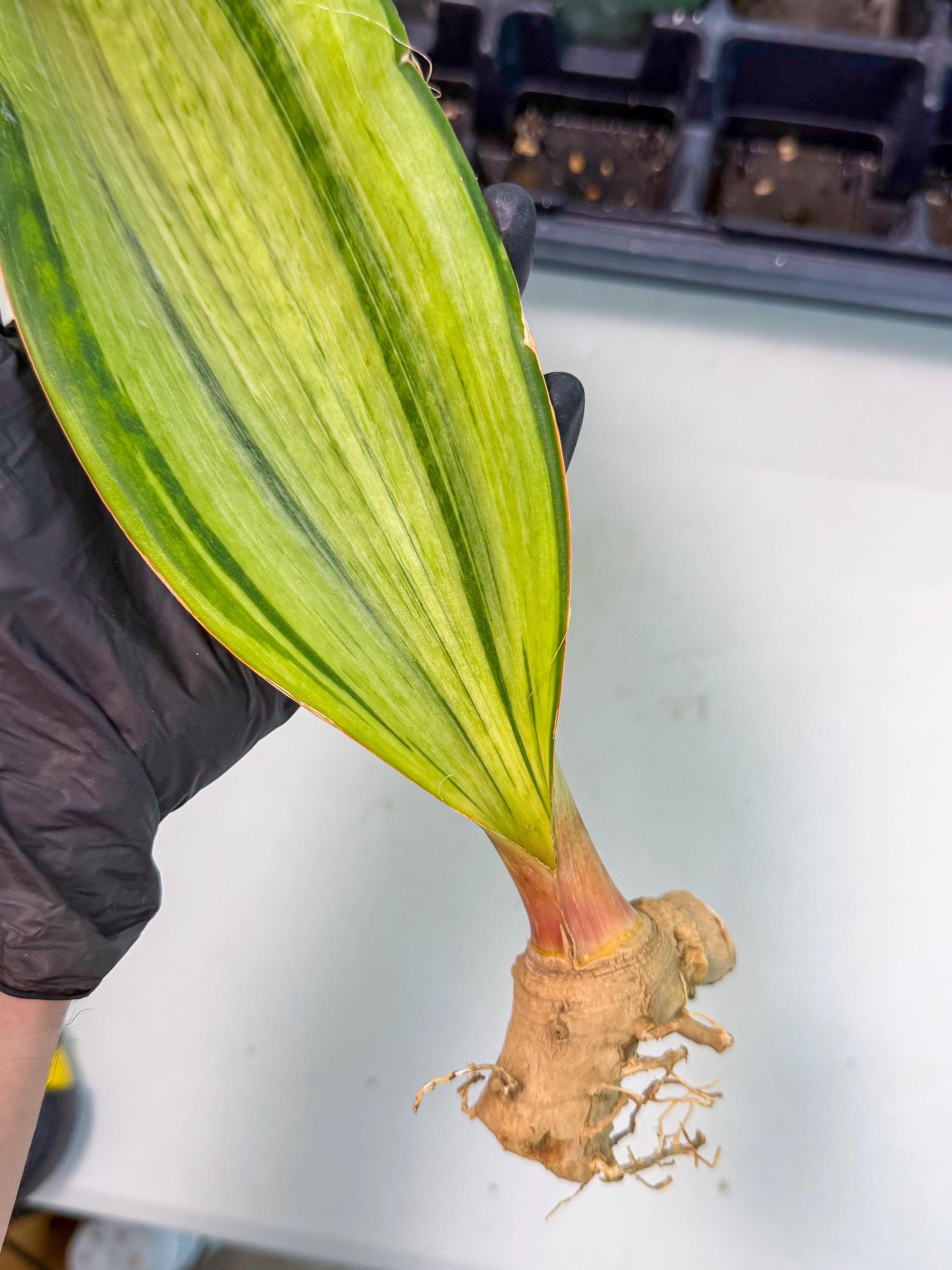 Sansevieria Masoniana Bruda (bb) (14) | Masoniana Var x Eliptica Var