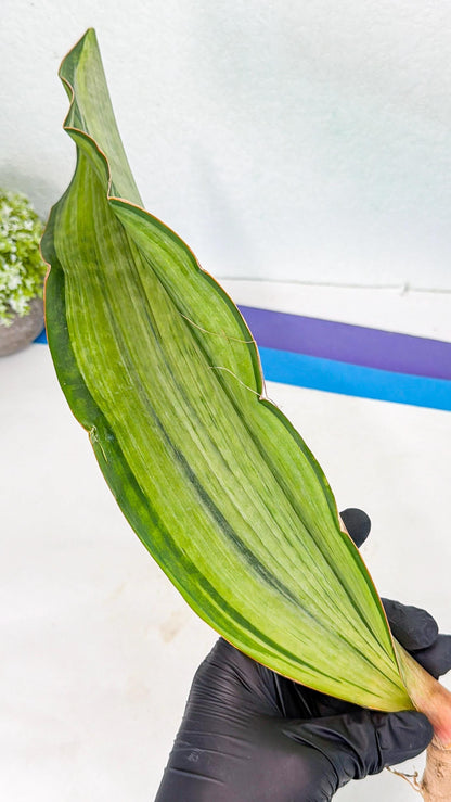 Sansevieria Masoniana Bruda (bb) (14) | Masoniana Var x Eliptica Var