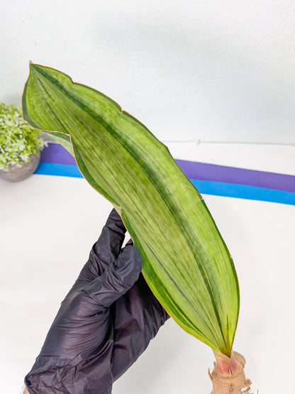 Sansevieria Masoniana Bruda (bb) (14) | Masoniana Var x Eliptica Var