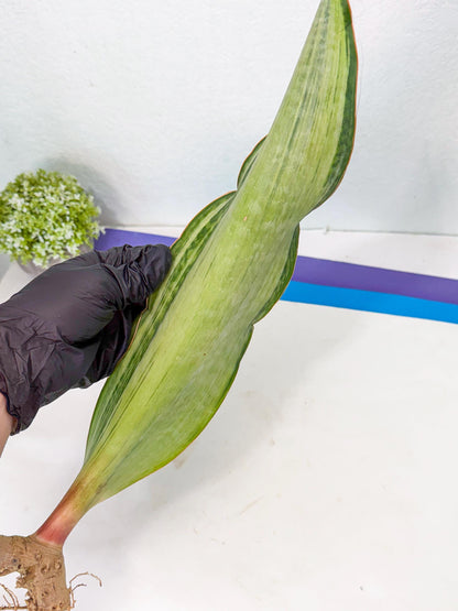 Sansevieria Masoniana Bruda (bb) (14) | Masoniana Var x Eliptica Var