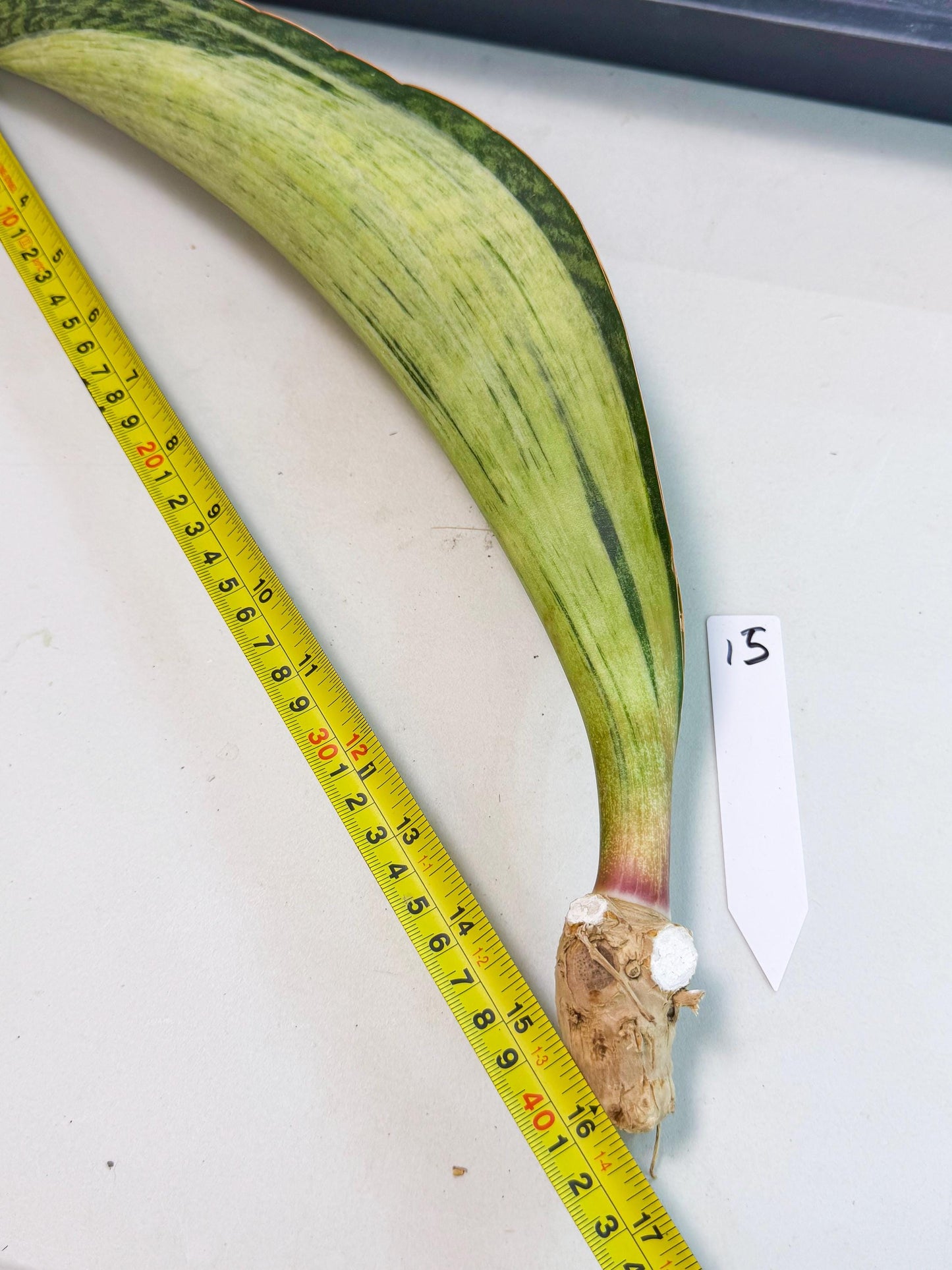 Sansevieria Masoniana Bruda (bb) (15) | Masoniana Var x Eliptica Var