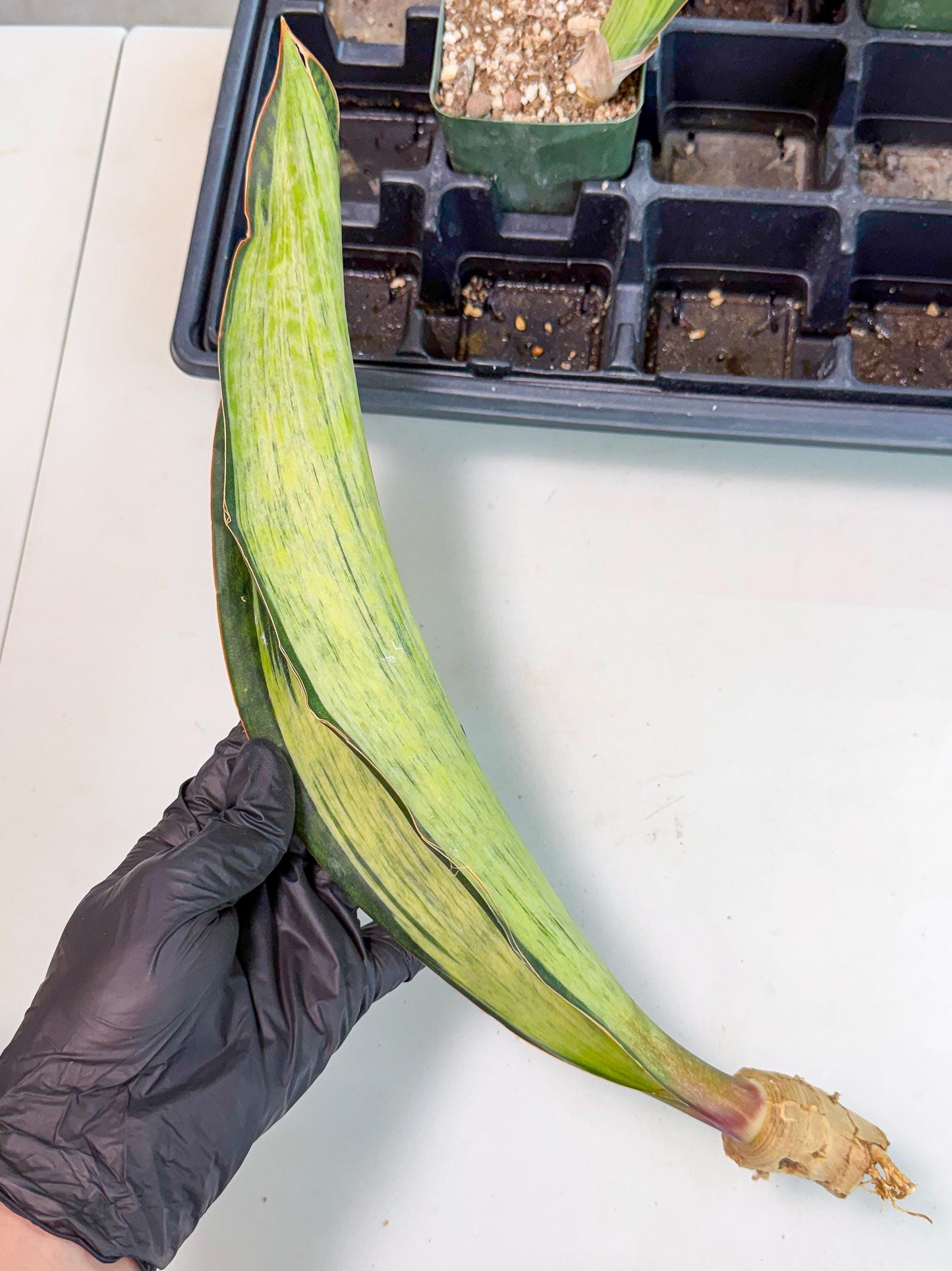 Sansevieria Masoniana Bruda (bb) (15) | Masoniana Var x Eliptica Var