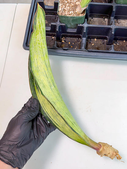 Sansevieria Masoniana Bruda (bb) (15) | Masoniana Var x Eliptica Var