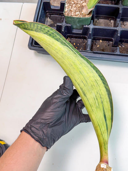 Sansevieria Masoniana Bruda (bb) (15) | Masoniana Var x Eliptica Var