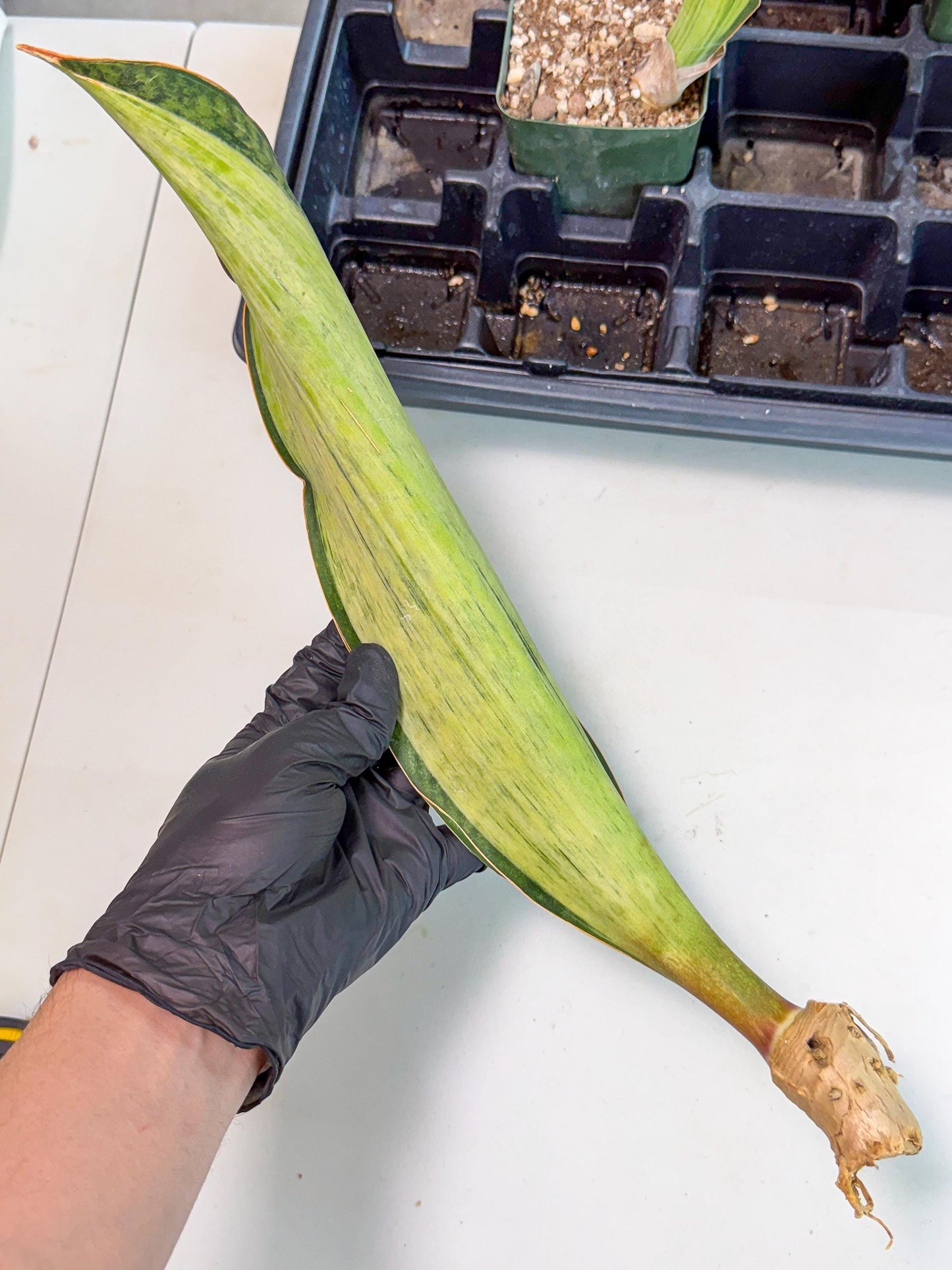 Sansevieria Masoniana Bruda (bb) (15) | Masoniana Var x Eliptica Var