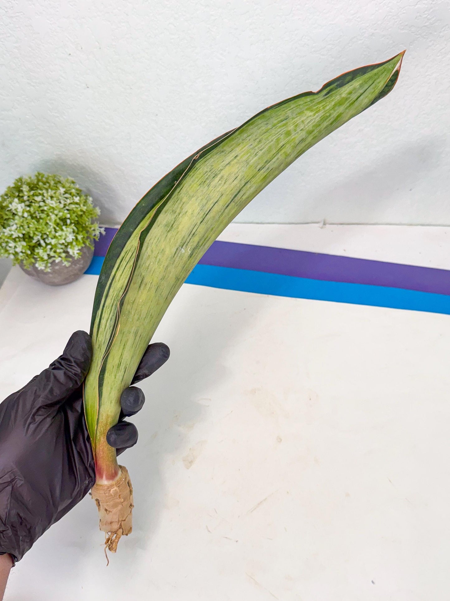 Sansevieria Masoniana Bruda (bb) (15) | Masoniana Var x Eliptica Var