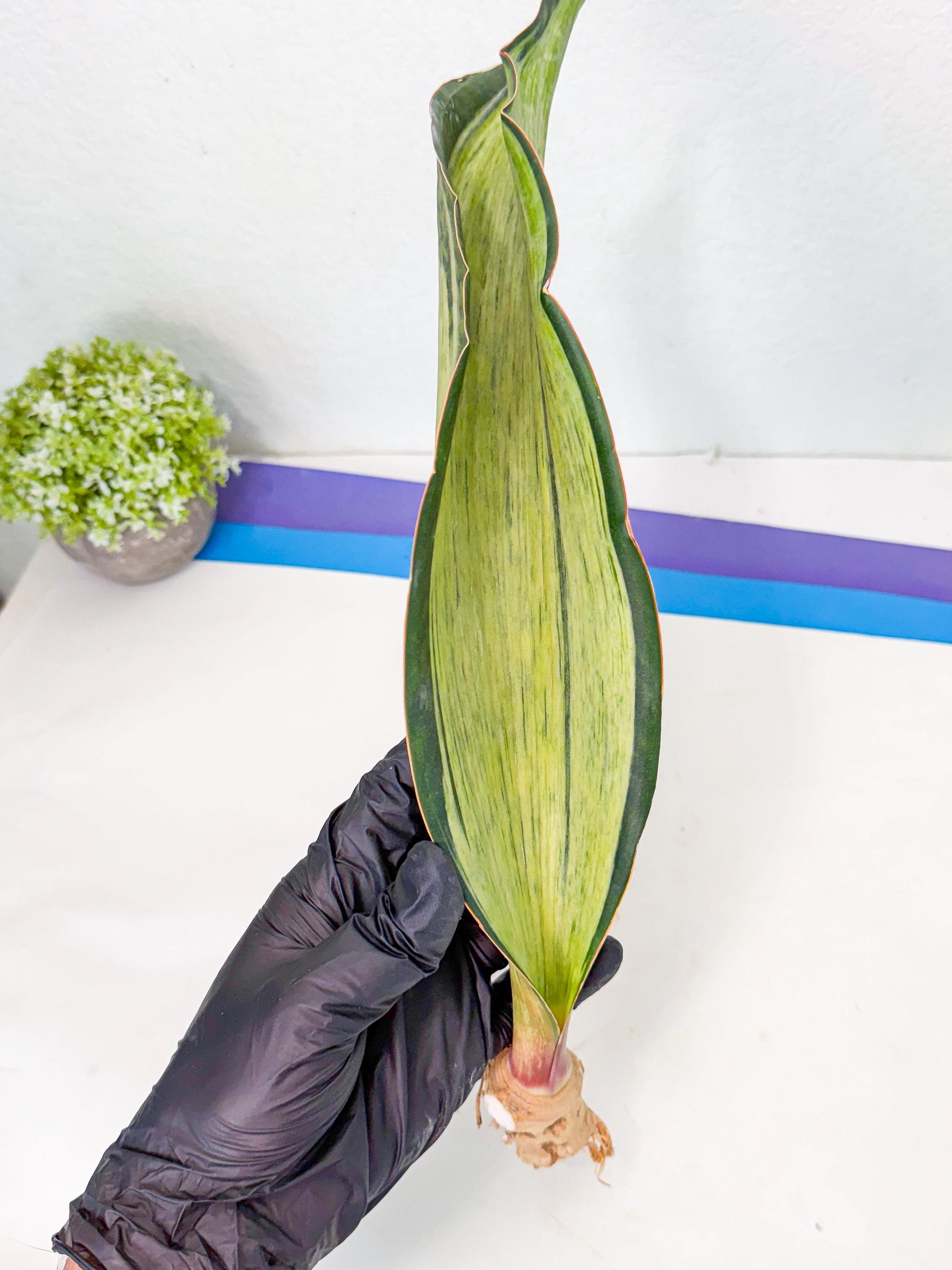 Sansevieria Masoniana Bruda (bb) (15) | Masoniana Var x Eliptica Var