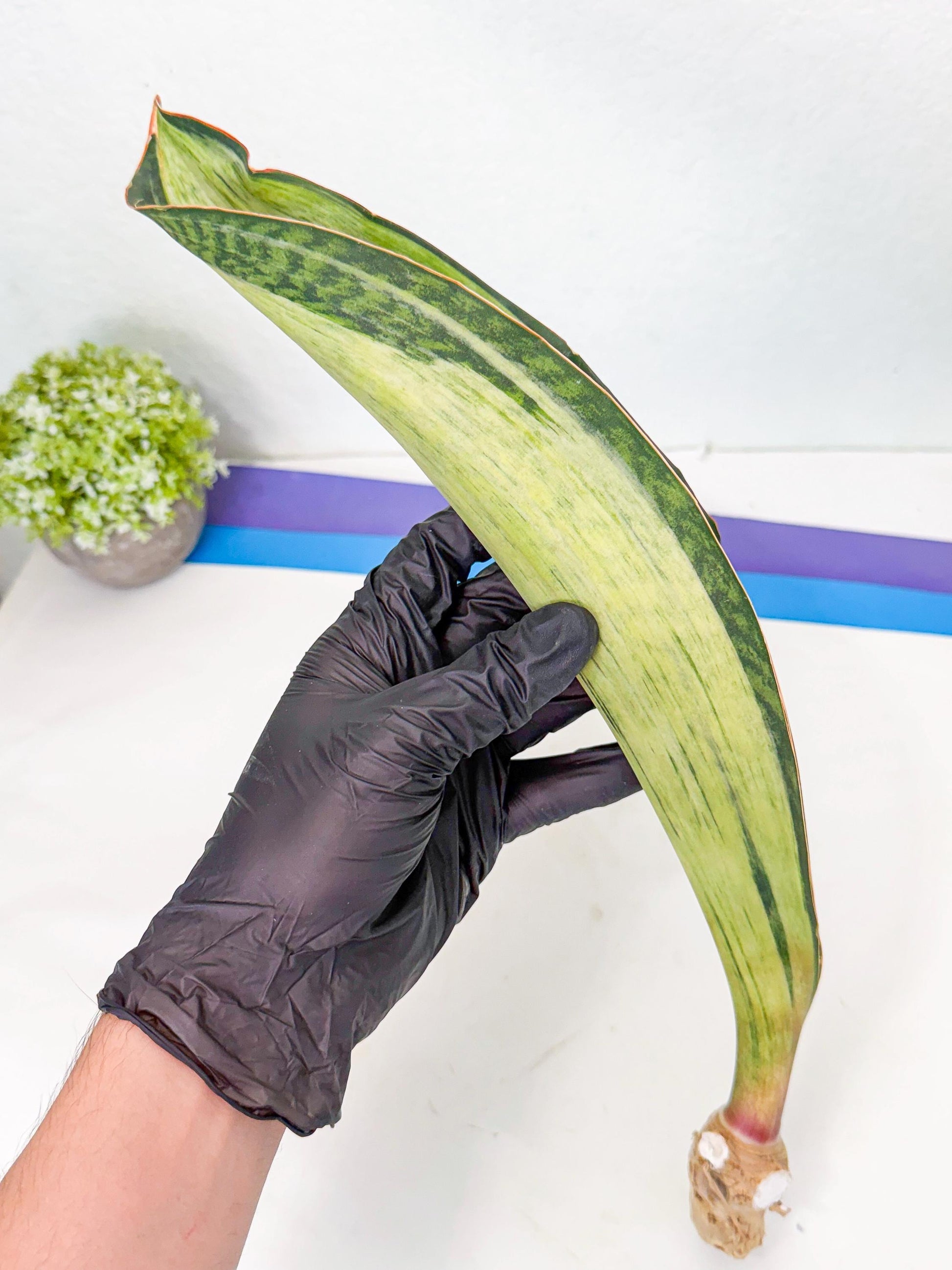 Sansevieria Masoniana Bruda (bb) (15) | Masoniana Var x Eliptica Var
