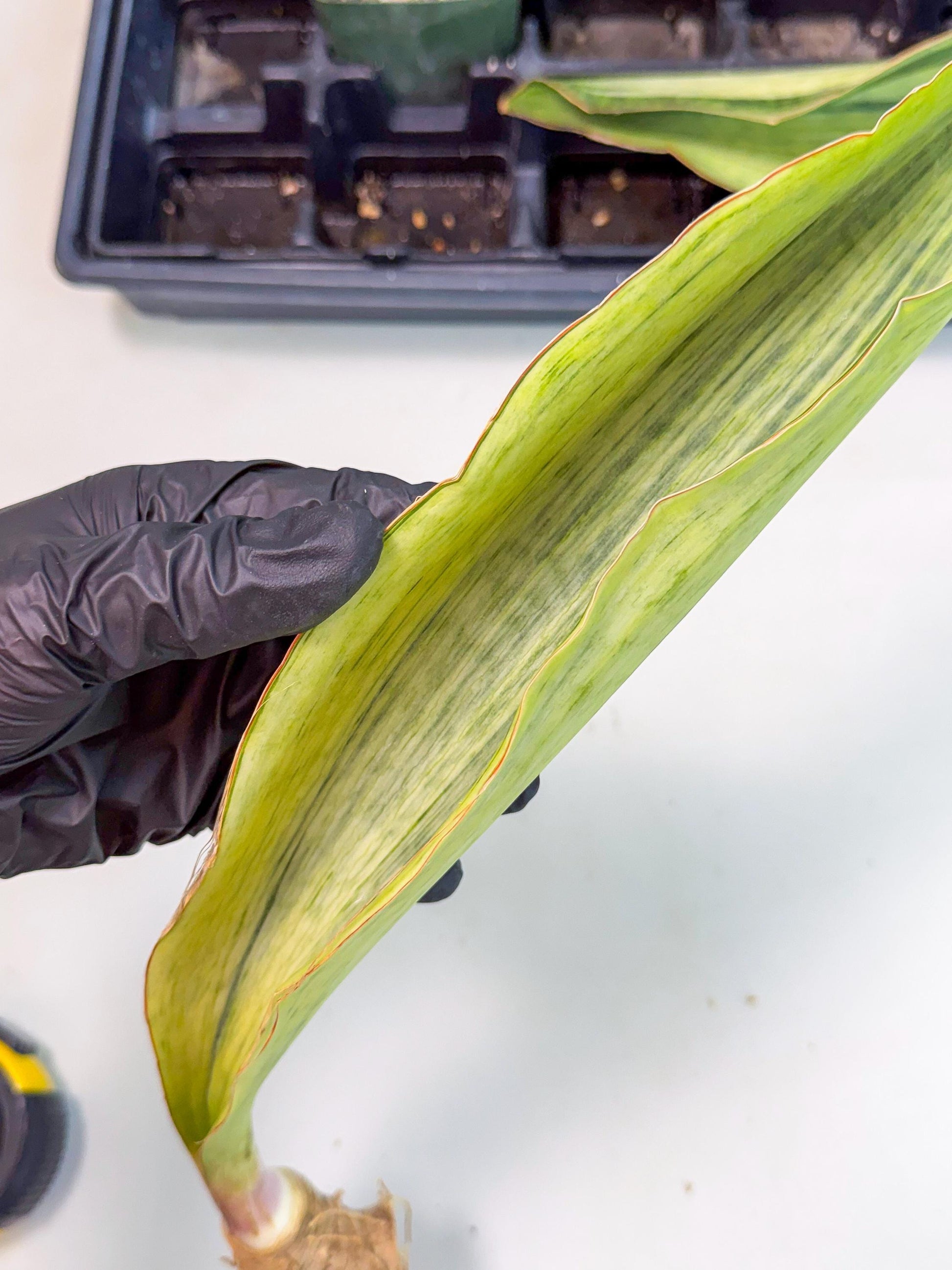 Sansevieria Masoniana Bruda (bb) (16) | Masoniana Var x Eliptica Var