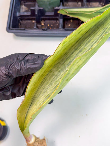 Sansevieria Masoniana Bruda (bb) (16) | Masoniana Var x Eliptica Var