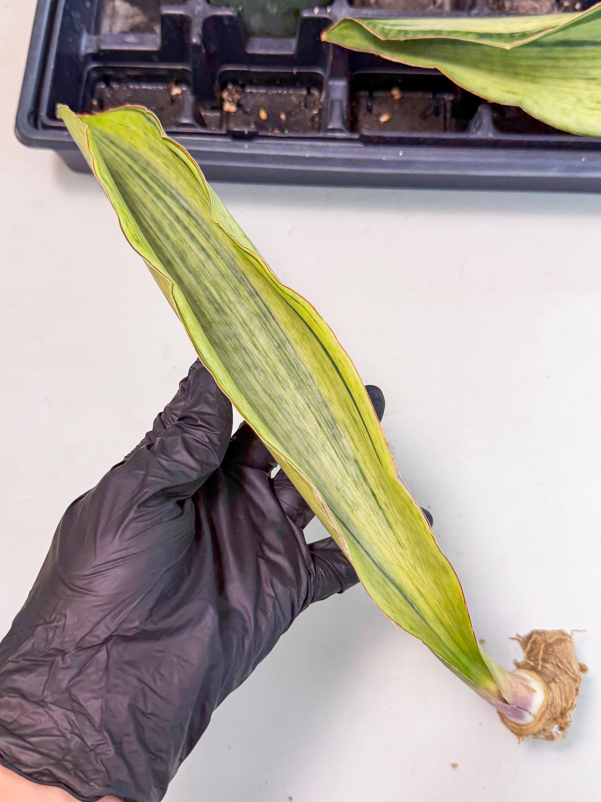 Sansevieria Masoniana Bruda (bb) (16) | Masoniana Var x Eliptica Var