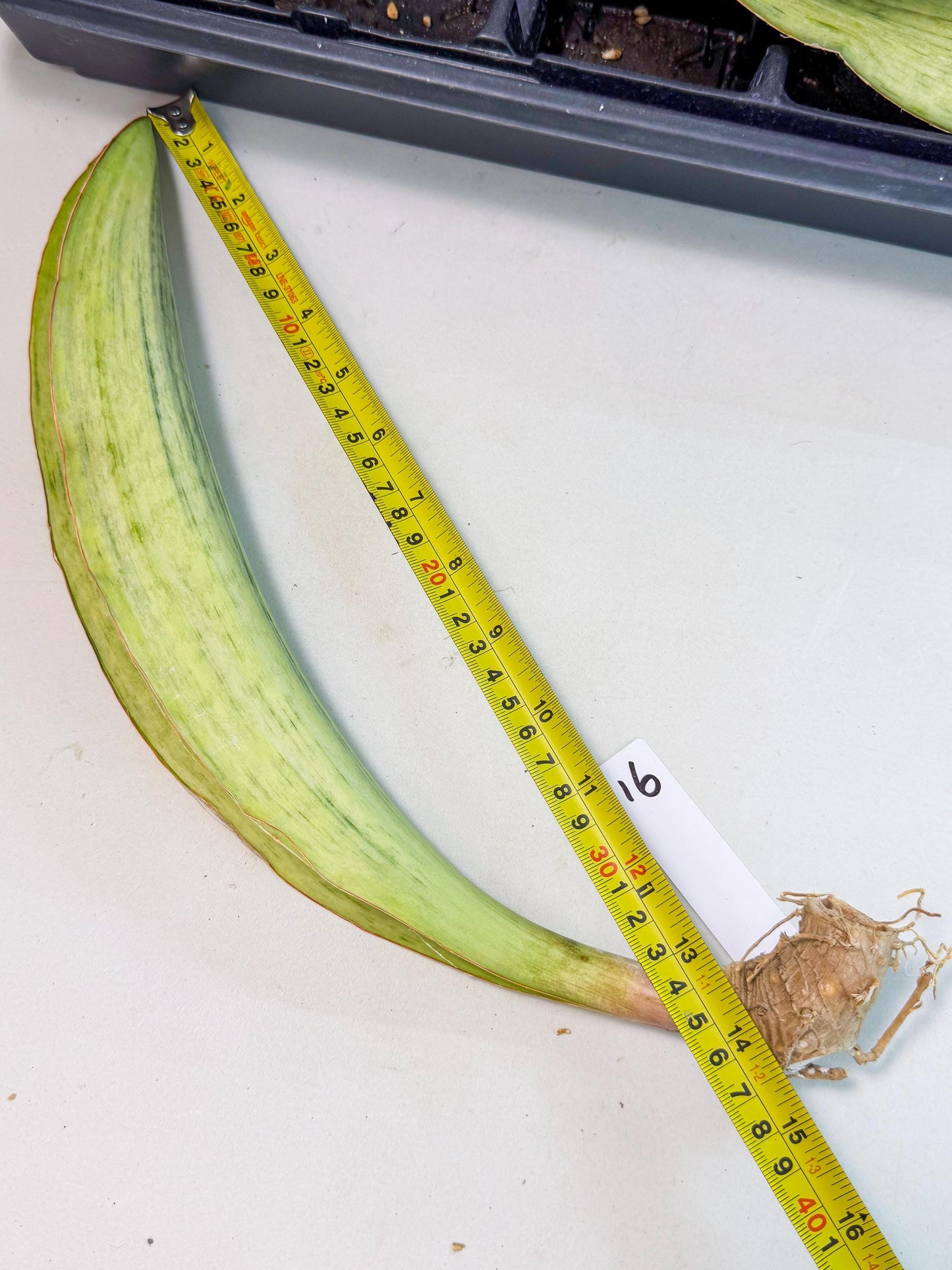 Sansevieria Masoniana Bruda (bb) (16) | Masoniana Var x Eliptica Var