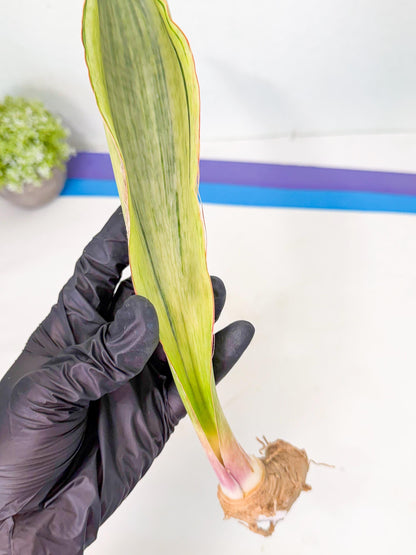 Sansevieria Masoniana Bruda (bb) (16) | Masoniana Var x Eliptica Var
