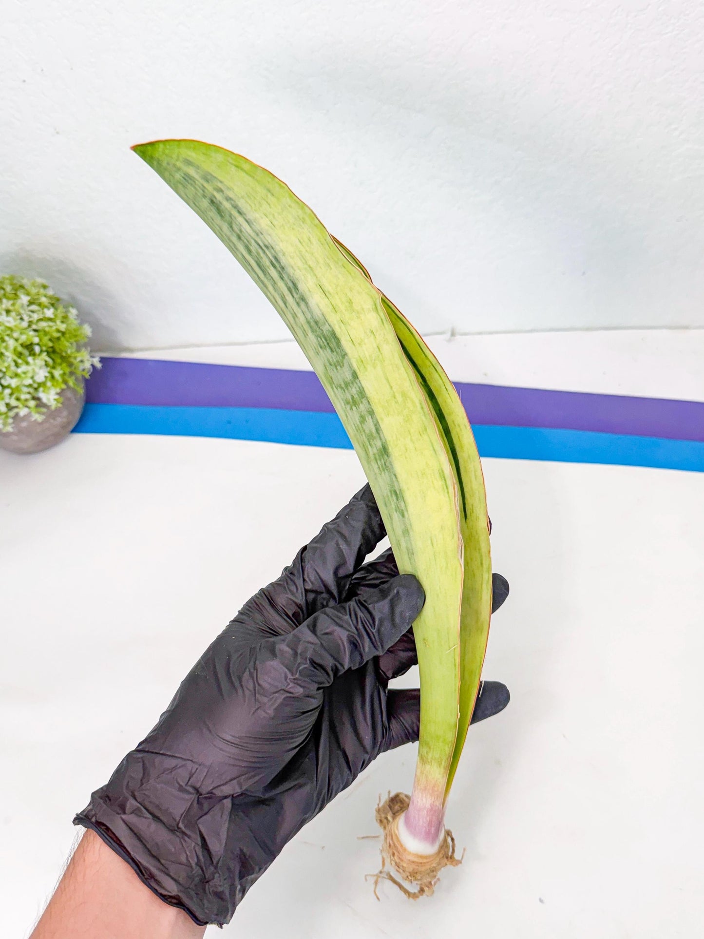 Sansevieria Masoniana Bruda (bb) (16) | Masoniana Var x Eliptica Var