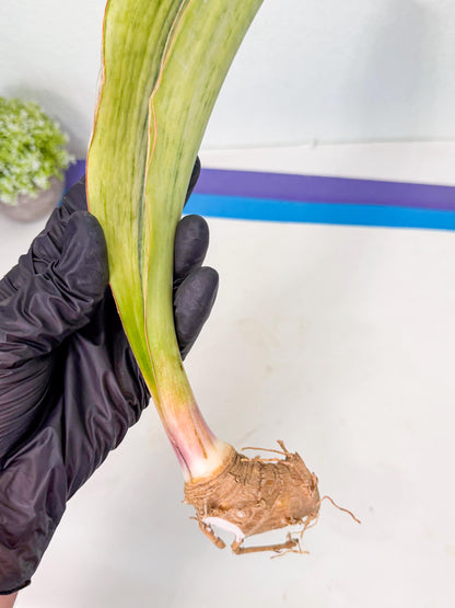 Sansevieria Masoniana Bruda (bb) (16) | Masoniana Var x Eliptica Var