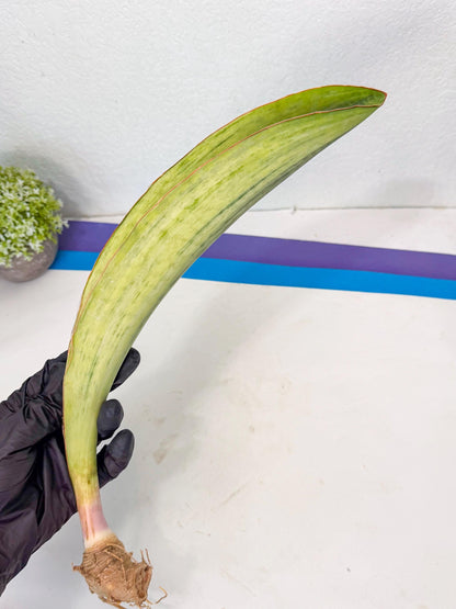 Sansevieria Masoniana Bruda (bb) (16) | Masoniana Var x Eliptica Var