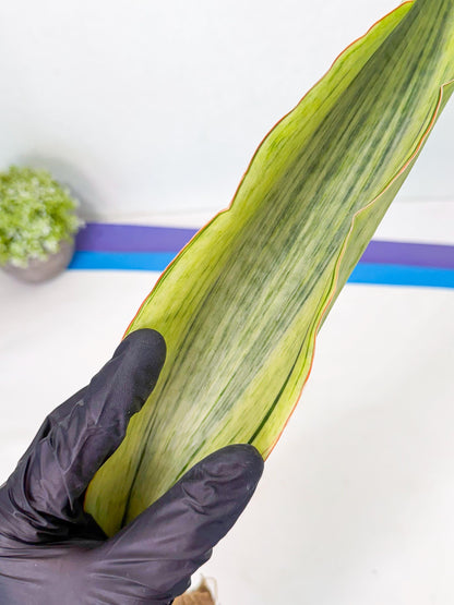 Sansevieria Masoniana Bruda (bb) (16) | Masoniana Var x Eliptica Var