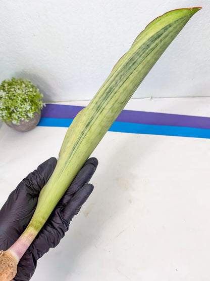 Sansevieria Masoniana Bruda (bb) (16) | Masoniana Var x Eliptica Var