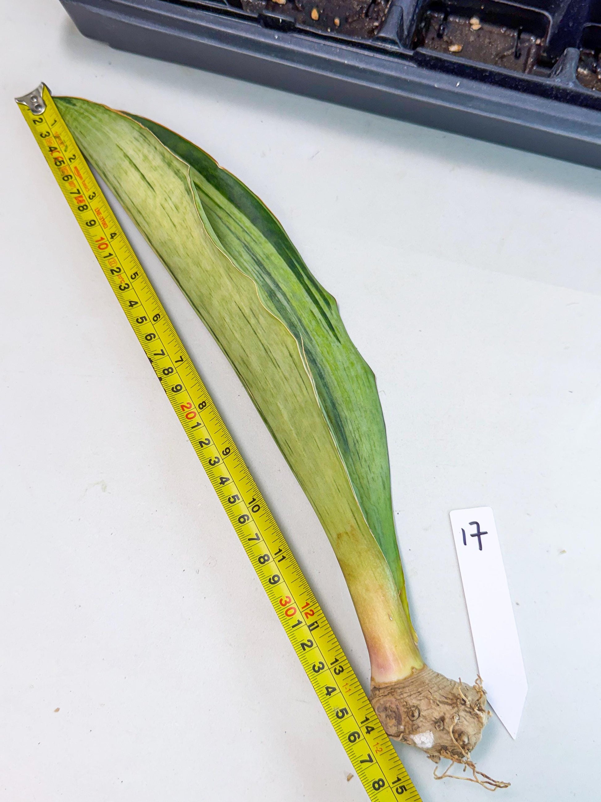 Sansevieria Masoniana Bruda (bb) (17) | Masoniana Var x Eliptica Var
