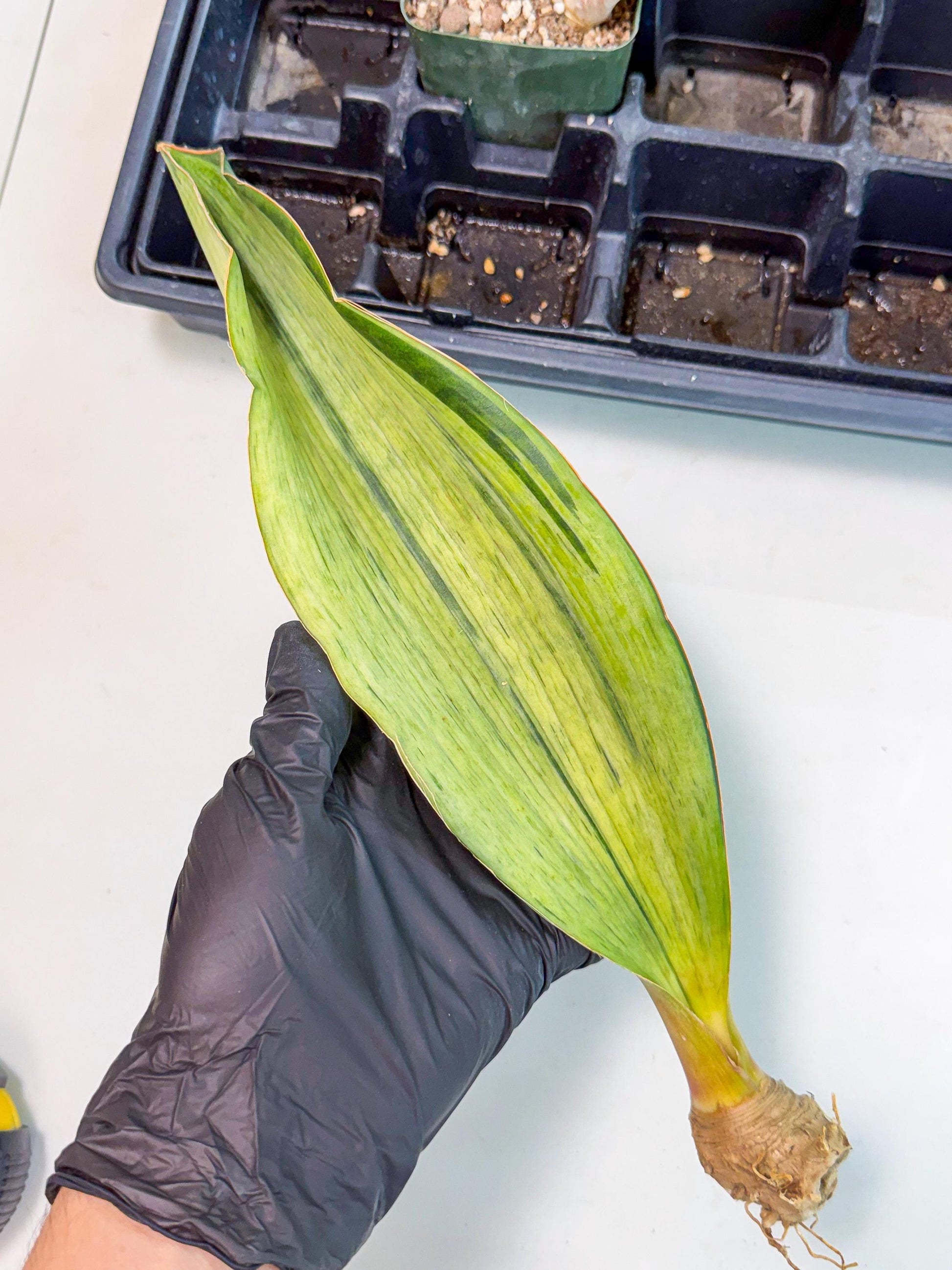 Sansevieria Masoniana Bruda (bb) (17) | Masoniana Var x Eliptica Var