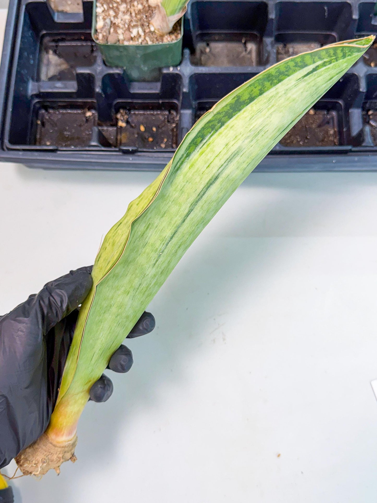 Sansevieria Masoniana Bruda (bb) (17) | Masoniana Var x Eliptica Var