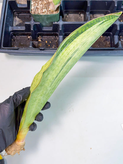 Sansevieria Masoniana Bruda (bb) (17) | Masoniana Var x Eliptica Var