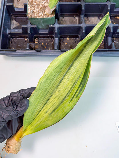 Sansevieria Masoniana Bruda (bb) (17) | Masoniana Var x Eliptica Var