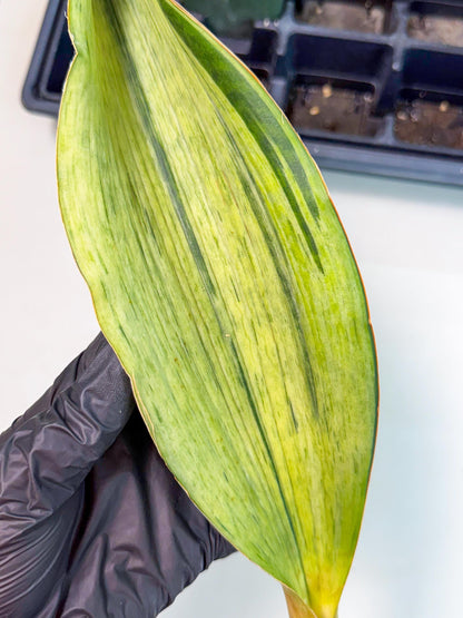 Sansevieria Masoniana Bruda (bb) (17) | Masoniana Var x Eliptica Var