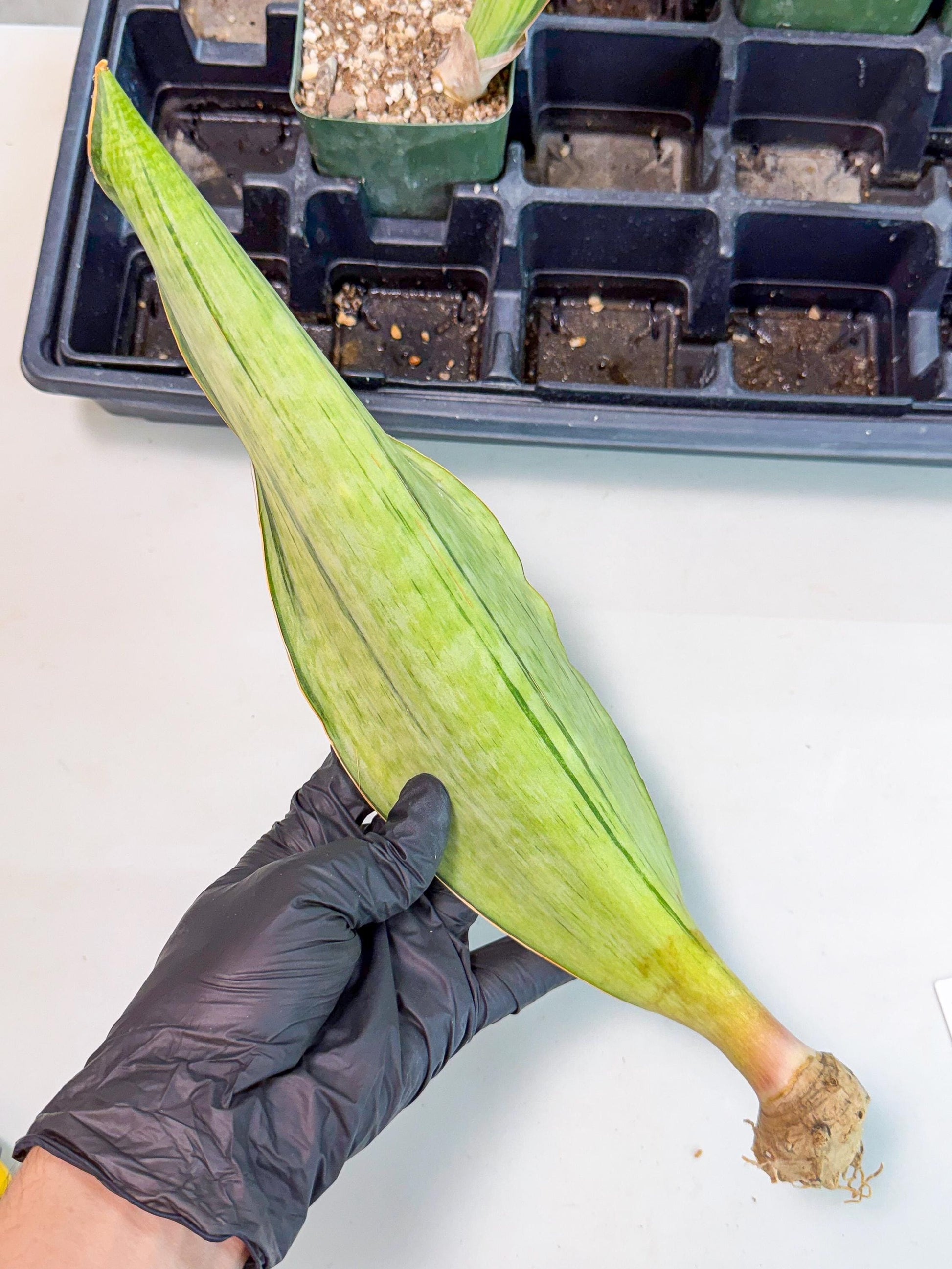 Sansevieria Masoniana Bruda (bb) (17) | Masoniana Var x Eliptica Var