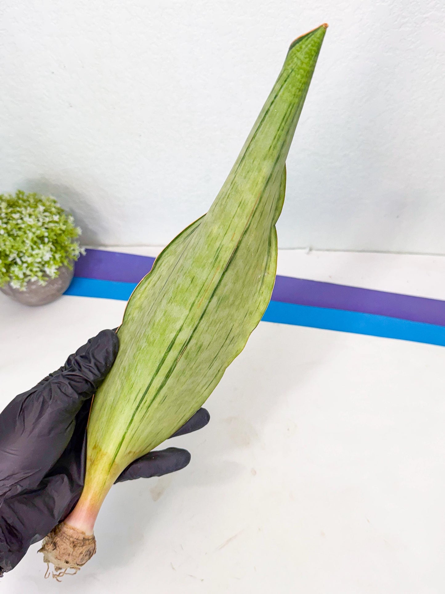 Sansevieria Masoniana Bruda (bb) (17) | Masoniana Var x Eliptica Var