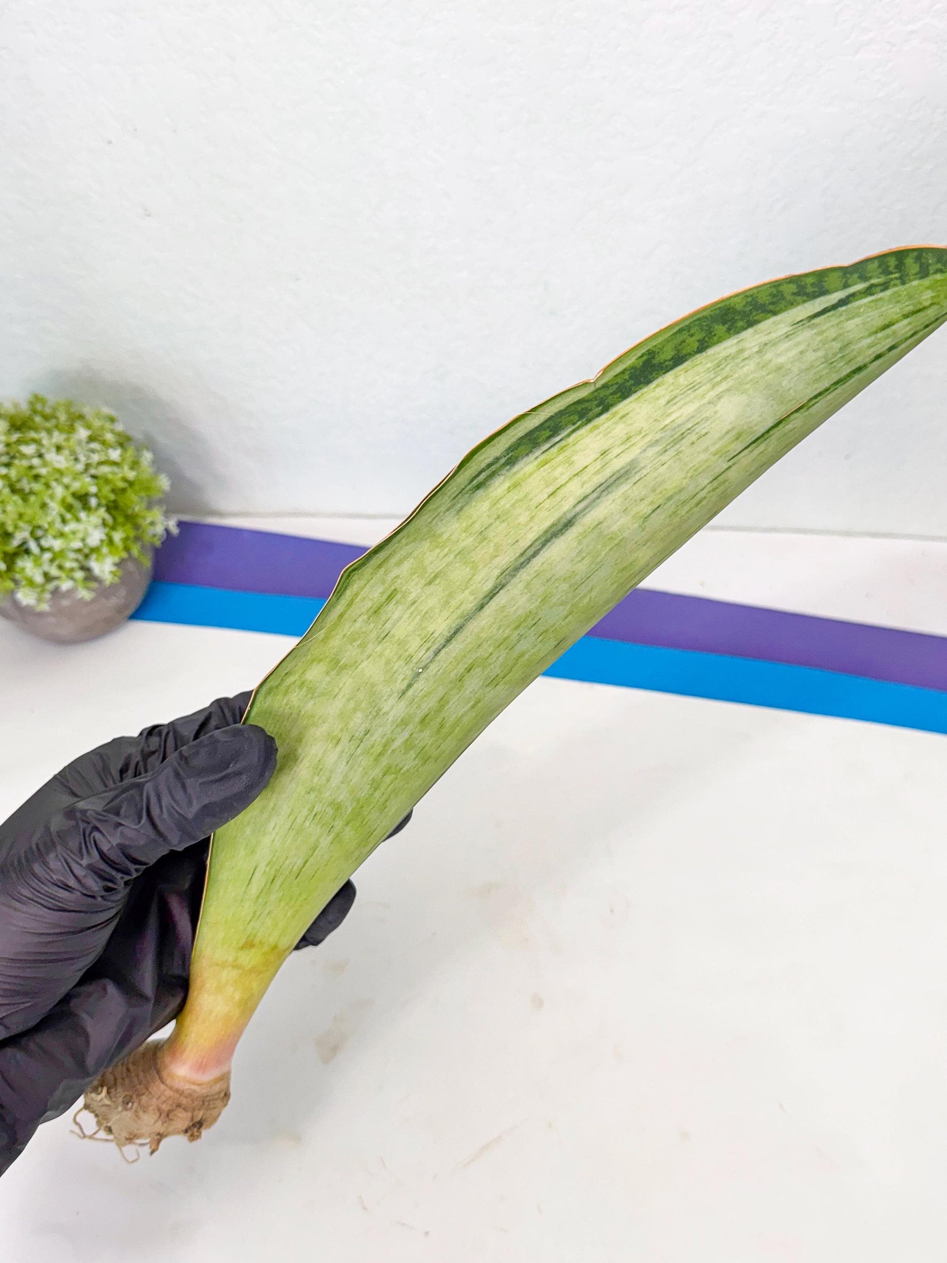 Sansevieria Masoniana Bruda (bb) (17) | Masoniana Var x Eliptica Var