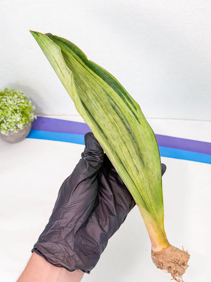 Sansevieria Masoniana Bruda (bb) (17) | Masoniana Var x Eliptica Var
