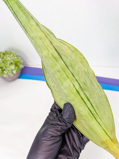 Sansevieria Masoniana Bruda (bb) (17) | Masoniana Var x Eliptica Var
