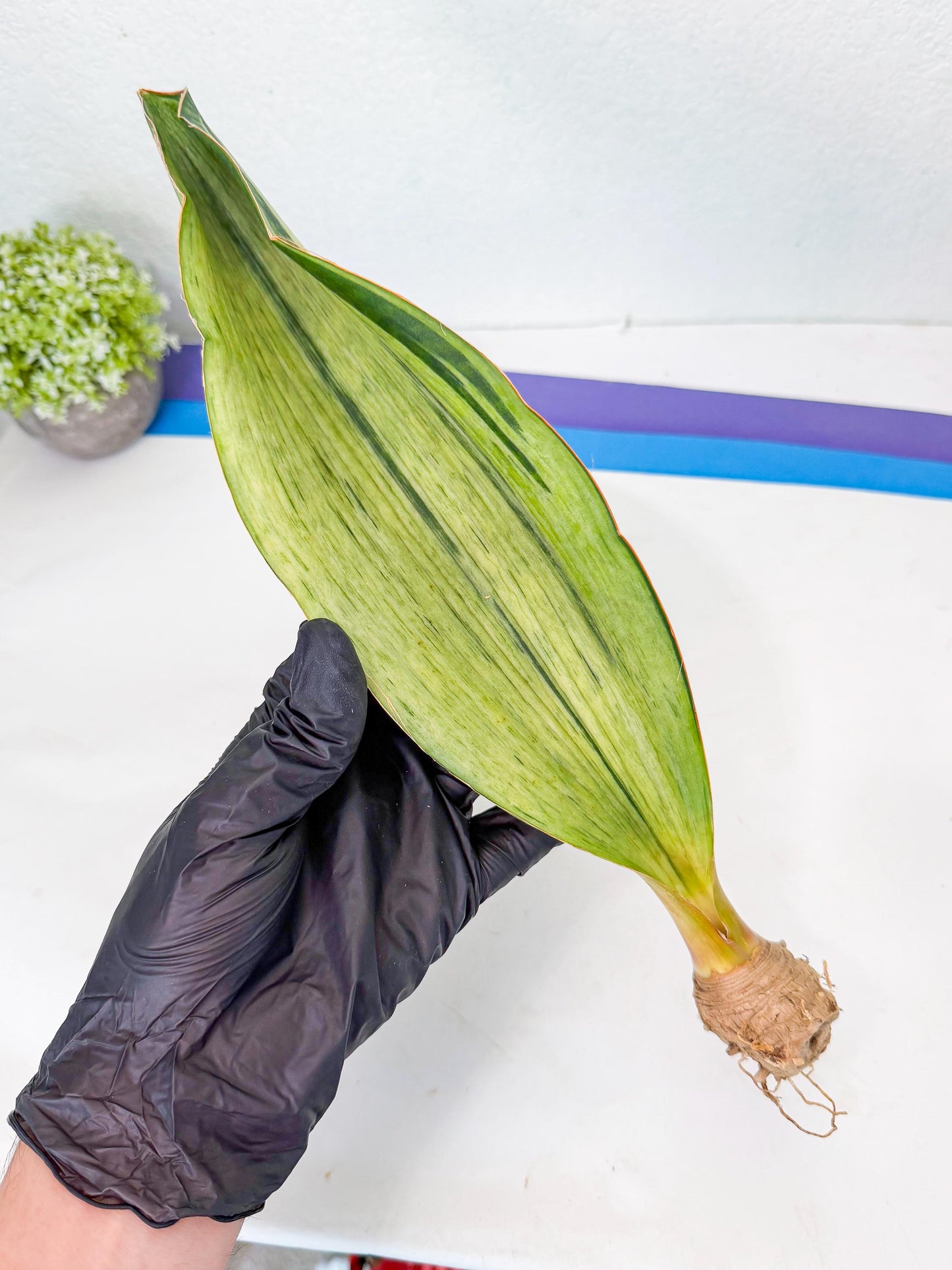 Sansevieria Masoniana Bruda (bb) (17) | Masoniana Var x Eliptica Var